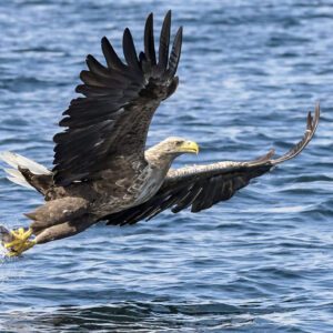 White Tailed Eagles - Norway