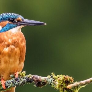 Beginners Wildlife Photography