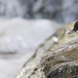 Dippers