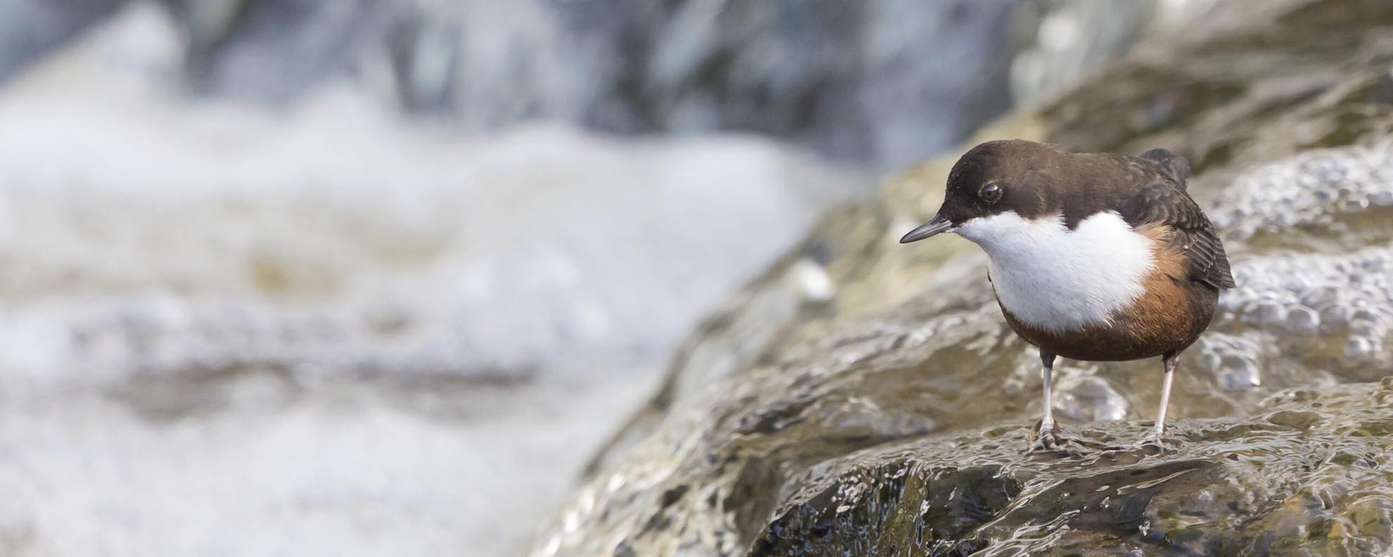 Dippers