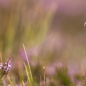 Red Grouse