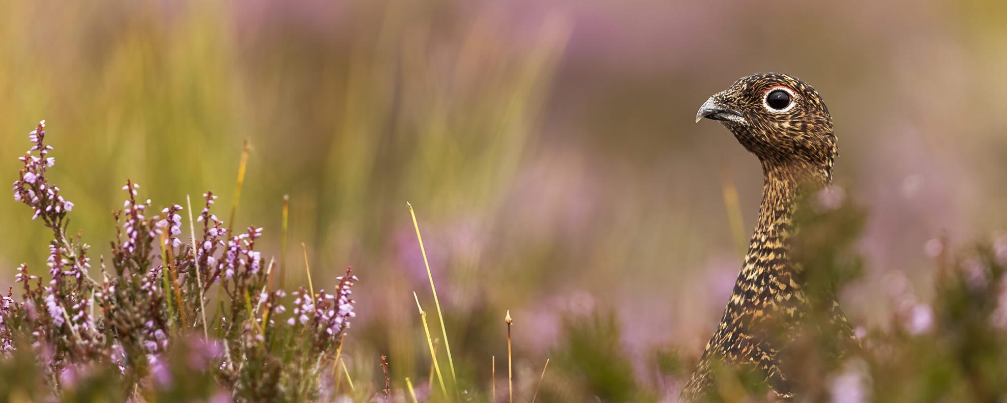 Red Grouse