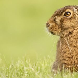 Hare Workshop