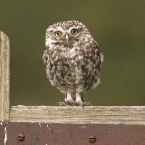 Little Owls