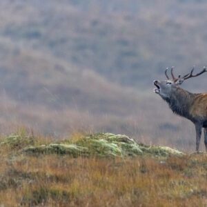 Red Stag Rut