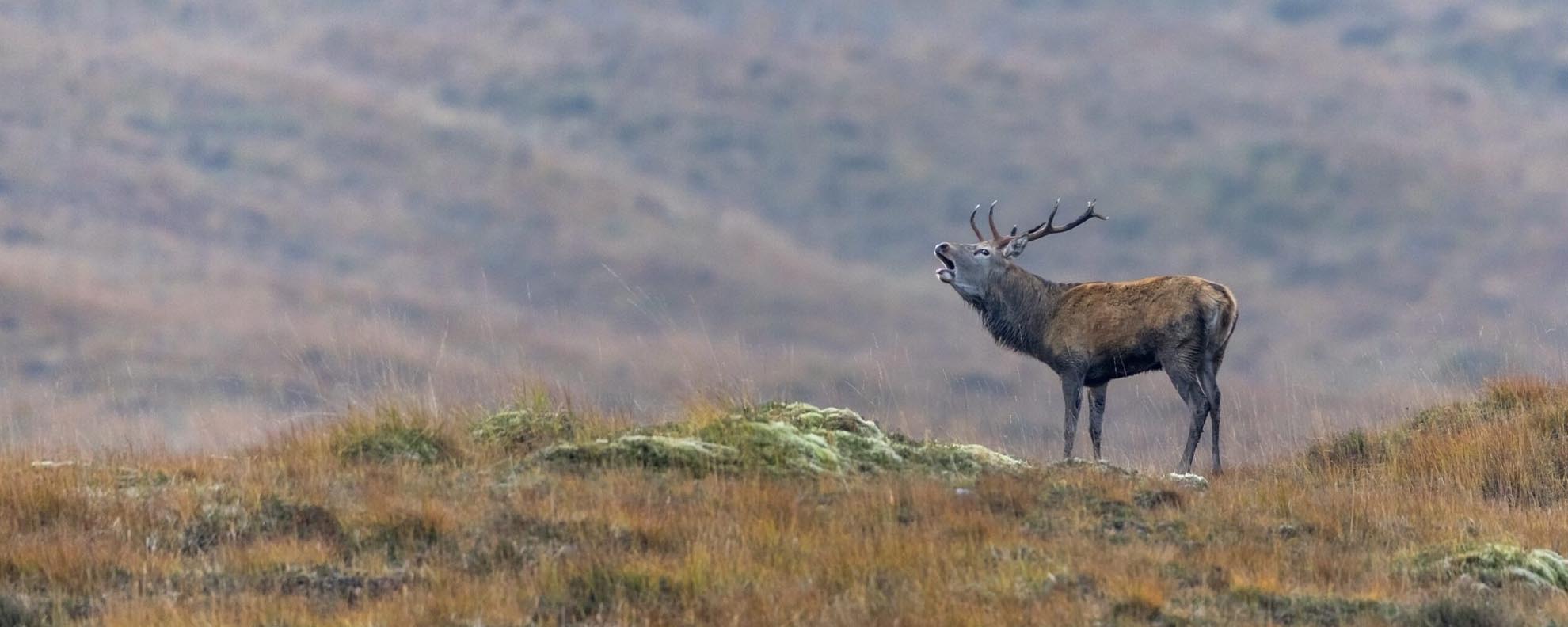 Red Stag Rut