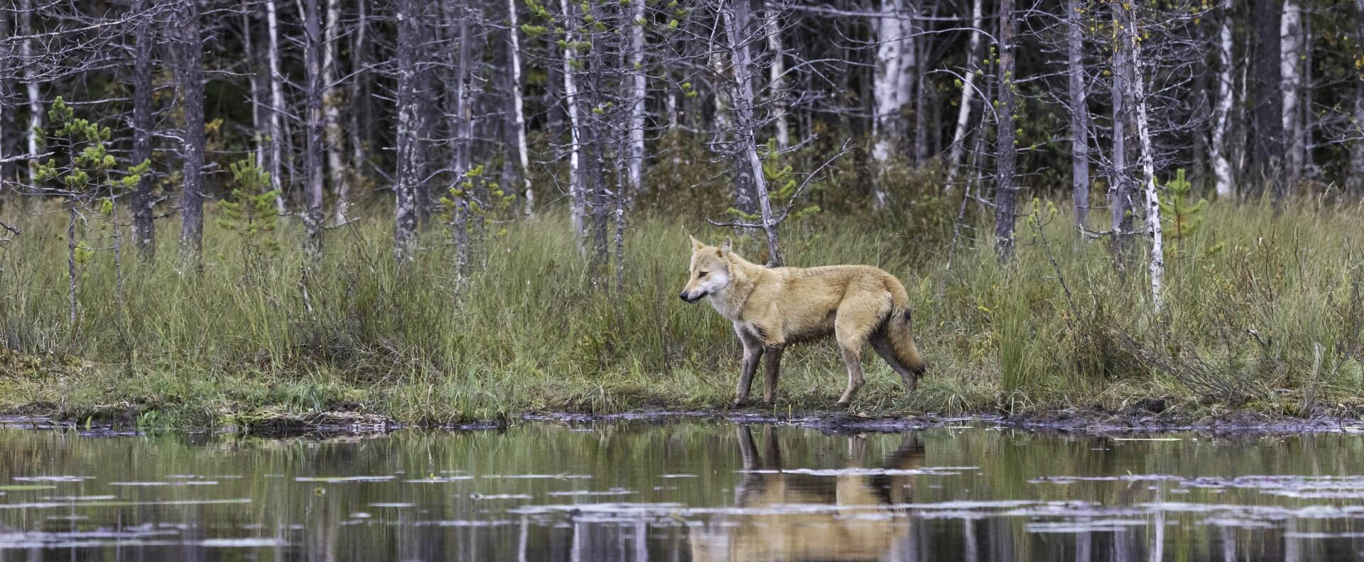 Wolves - Finnish Predators