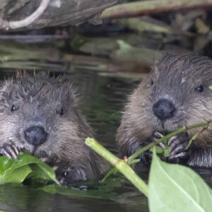 Beavers
