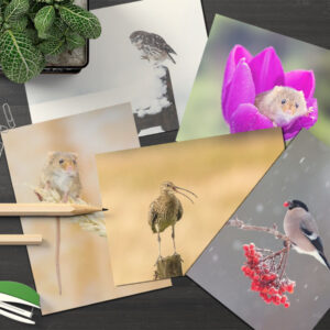Greeting Card Bundle (x5)